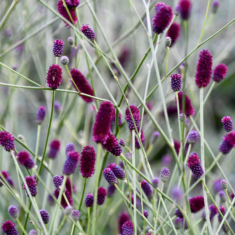 Sanguisorbia 'Plum Drops' - Burnet