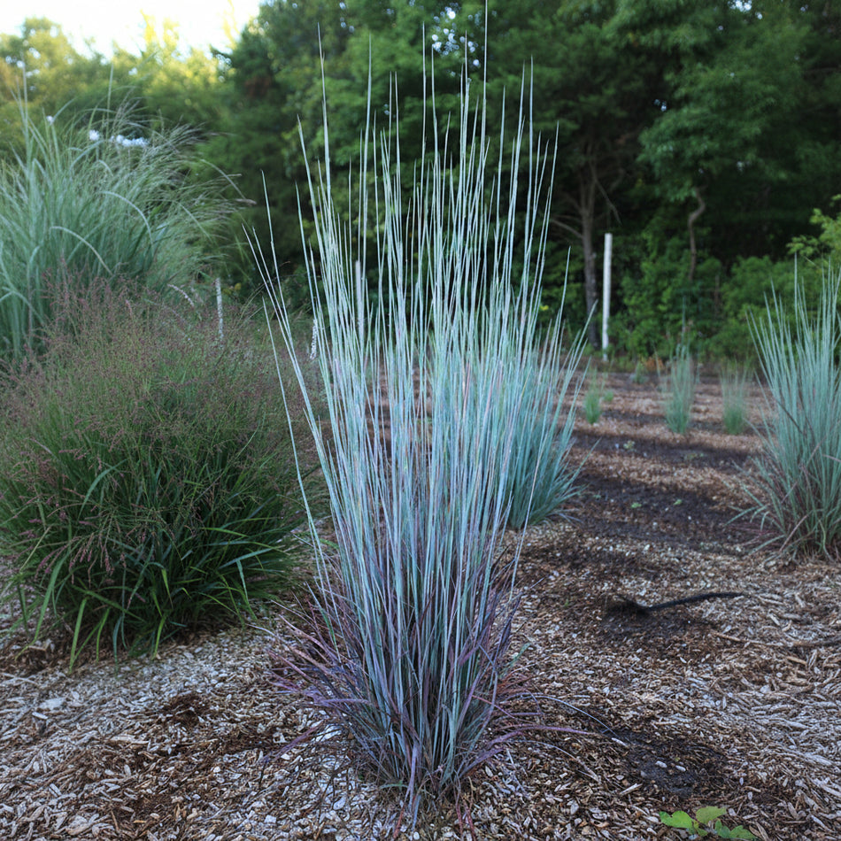 Garden scene with ornamental grasses and mulch. Little Blue Stem in the foreground.