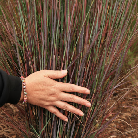 A close-up of ornamental grass with narrow reddish-purple and green blades, with a person's hand touching the foliage to show texture and scale.