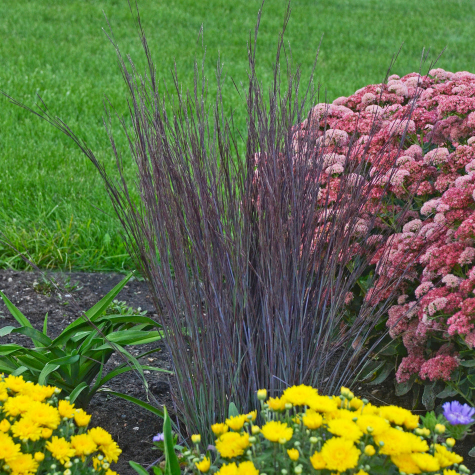 Schizachyrium scoparium Smoke Signal