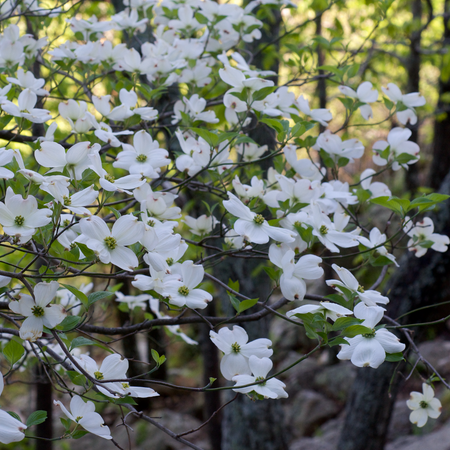 Kay's Appalachian Mist