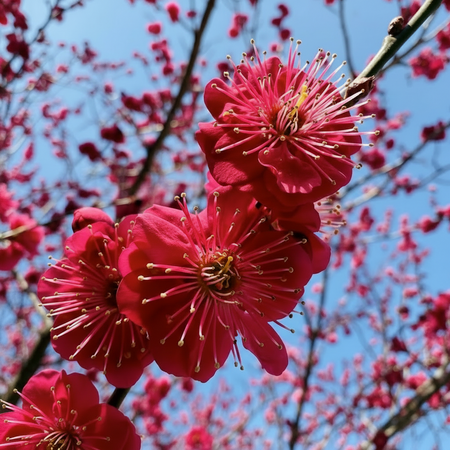 Photo of blooms of a Japanese Apricot - Matsubara Red