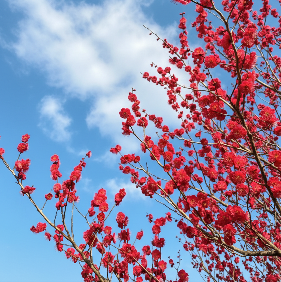 Close-up of vibrant red flowers on a tree against a clear blue sky.