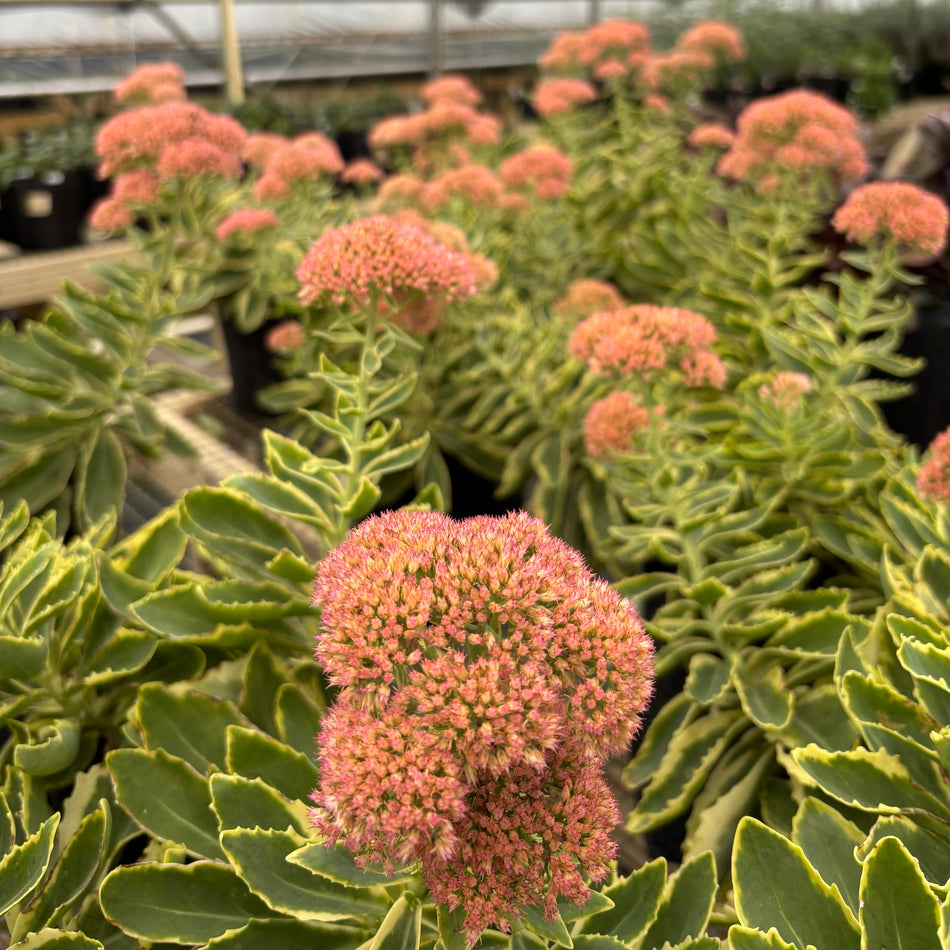 Sedum 'Frosted Fire' - Autumn Stonecop