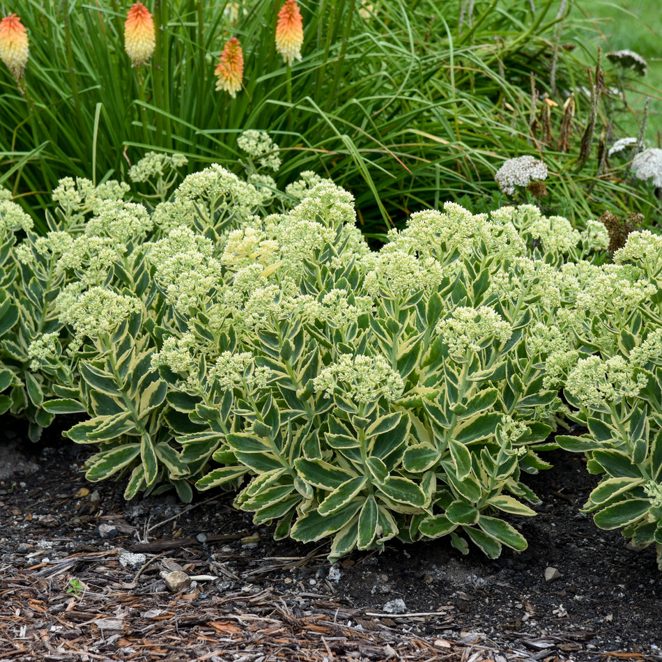 Sedum 'Frosted Fire' - Autumn Stonecop