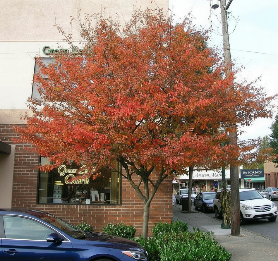 Robin Hill Serviceberry - Single Trunk
