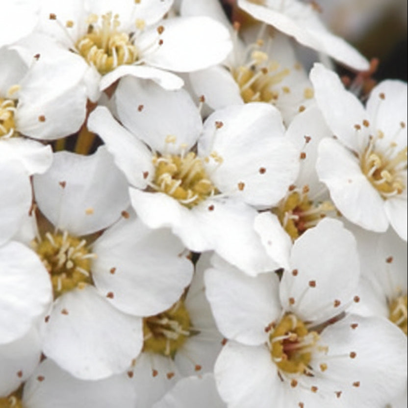 Snowmound Spirea