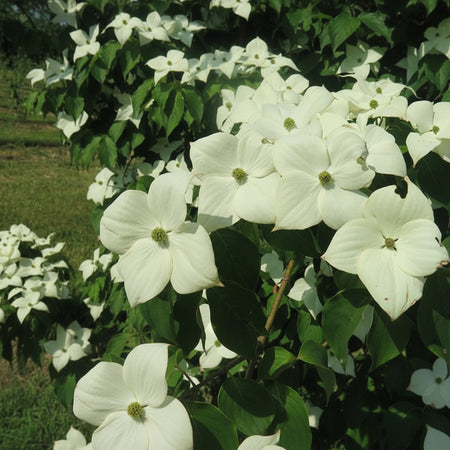 Stellar Nova Dogwood blooms