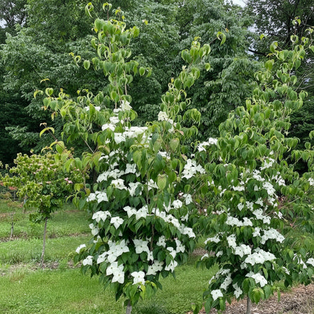 Stellar Nova Dogwood