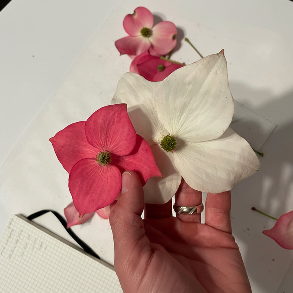 Stellar Nova bloom size comparison