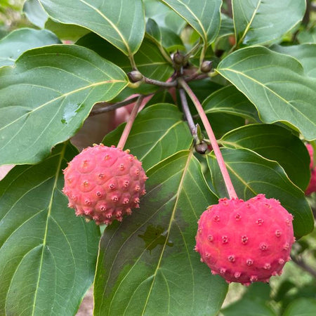 Close up of Stellar Nova Fruits and leaves 
