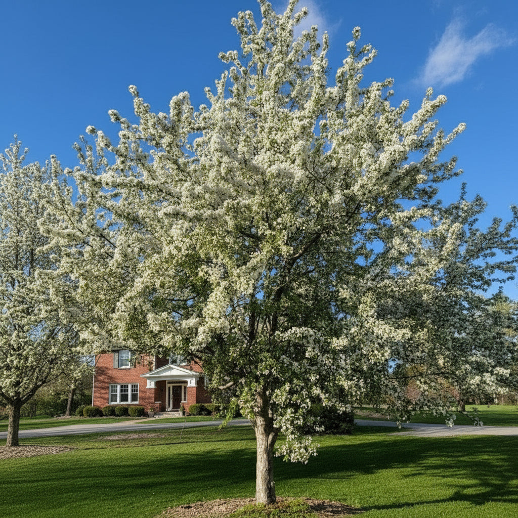 Flowering  Sugar Tyme Crab apple tree