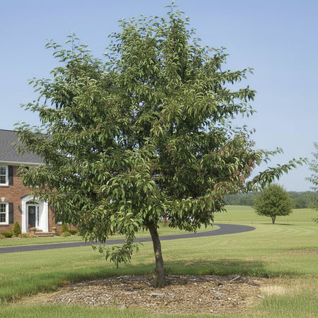 Sugar Tyme Crab Apple in the summer