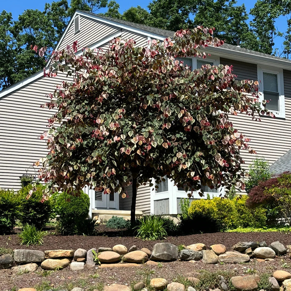 Carolina Sweetheart Redbud