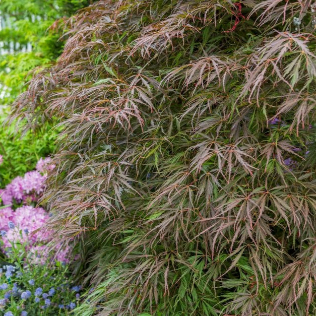 Tamukeyama Japanese Maple