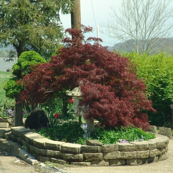Tamukeyama Japanese Maple