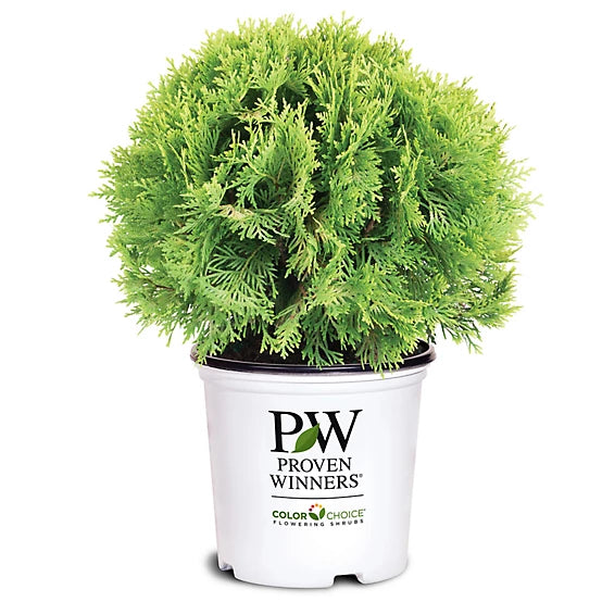 Thuja | Tater Tot Arborvitae