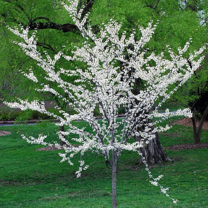 White Eastern Redbud