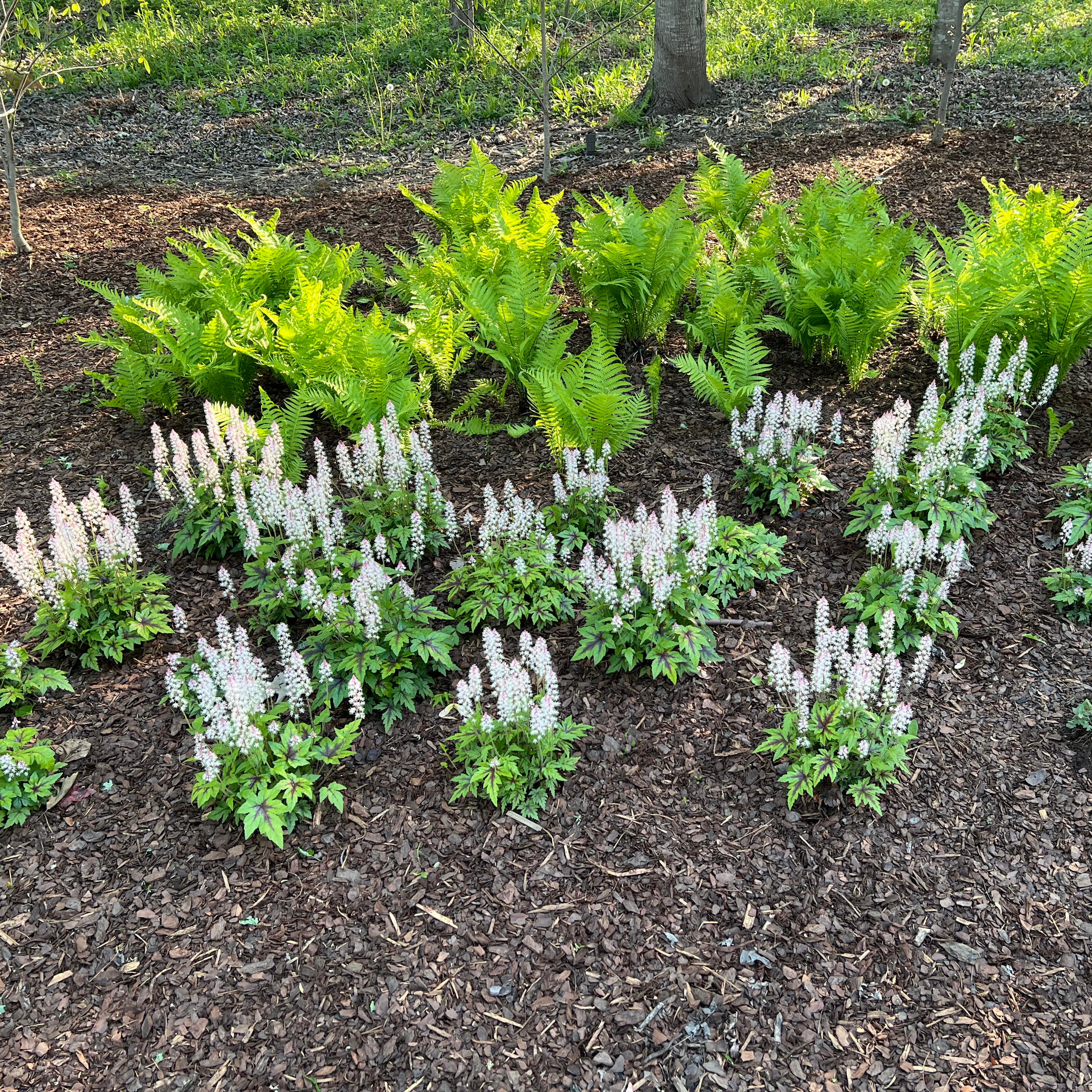 Sugar and Spice Tiarella near ferns