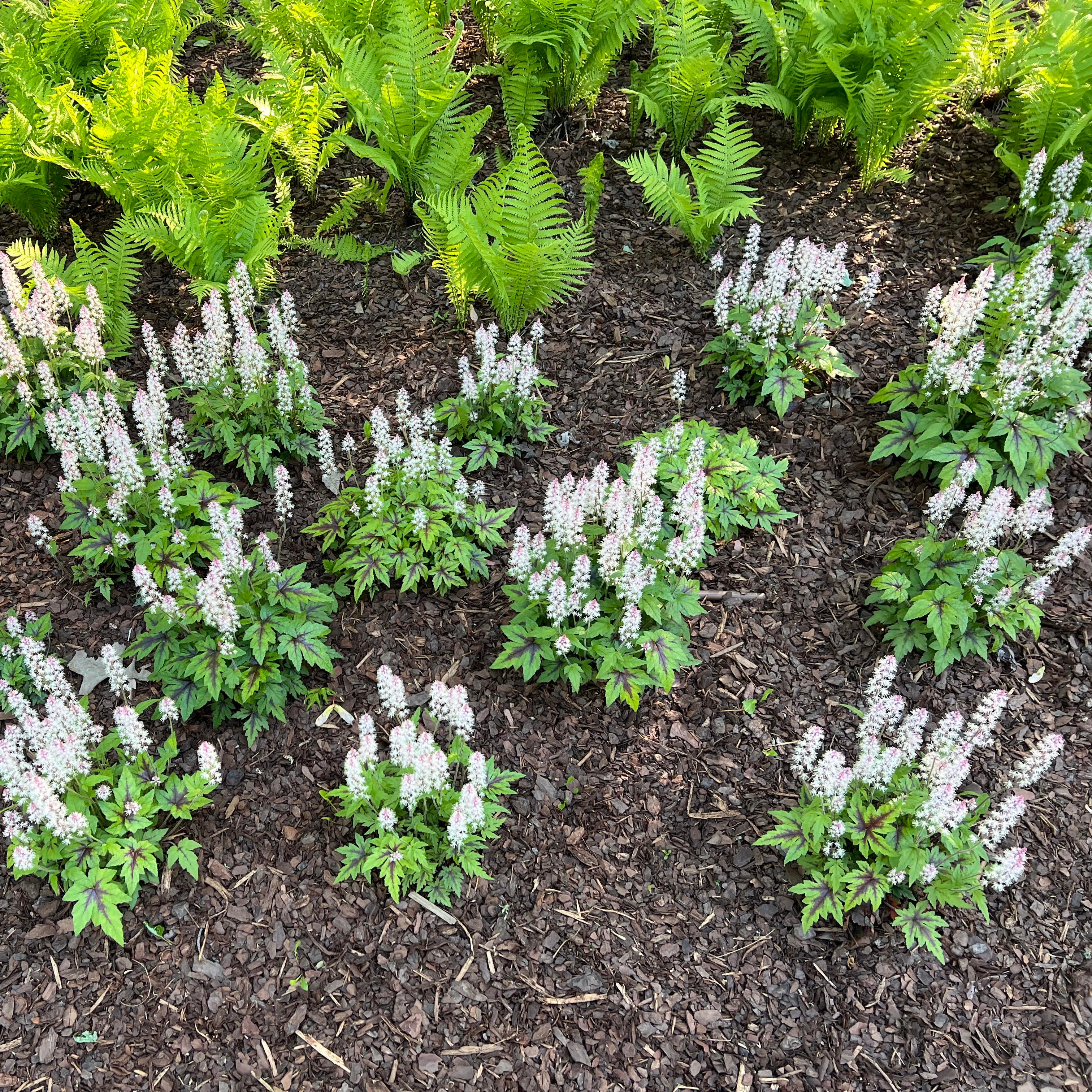 Sugar and Spice Tiarella near ferns