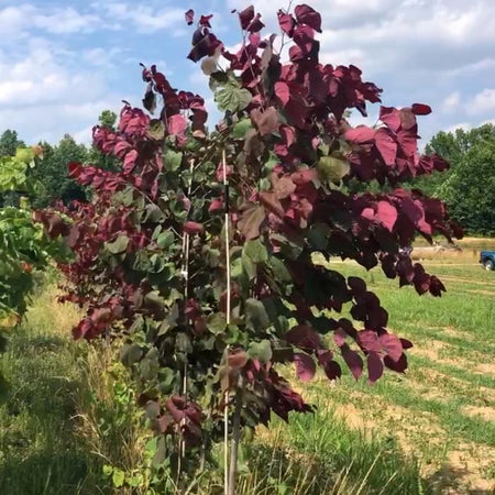 Velvet Hearts Redbud