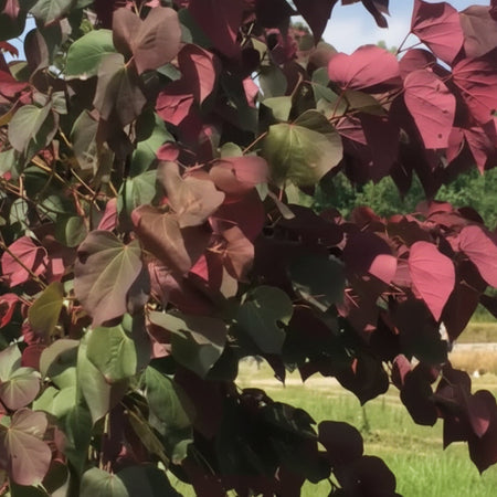 Velvet Hearts Redbud
