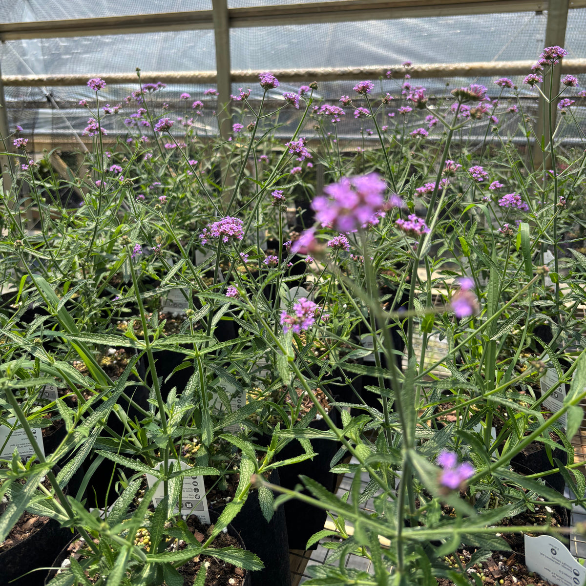 Purple verbena flowers with green foliage growing in black pots inside a greenhouse with a translucent cover.