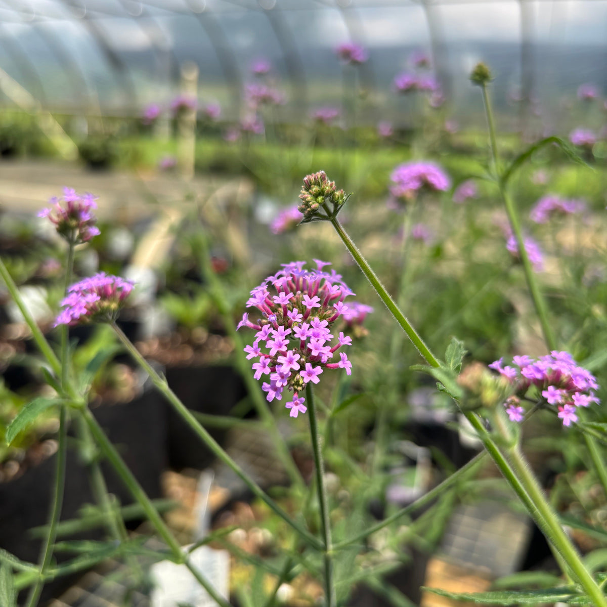 Pink verbena flowers blooming in a greenhouse, with green stems and leaves in the foreground and a blurred background of more plants and the greenhouse structure.
