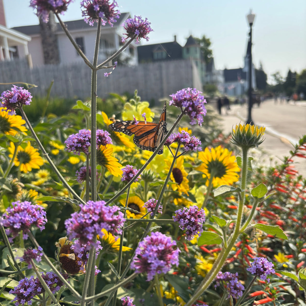 A monarch butterfly rests on purple verbena flowers in a sunny garden bed, with yellow sunflowers, green foliage, and a blurred street scene in the background.