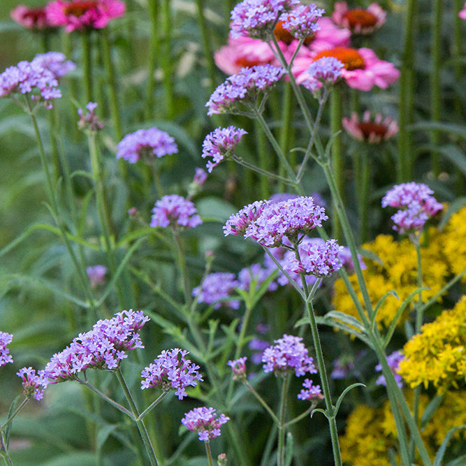 Purple verbena flowers with green stems in a garden, with yellow and pink flowers blurred in the background.