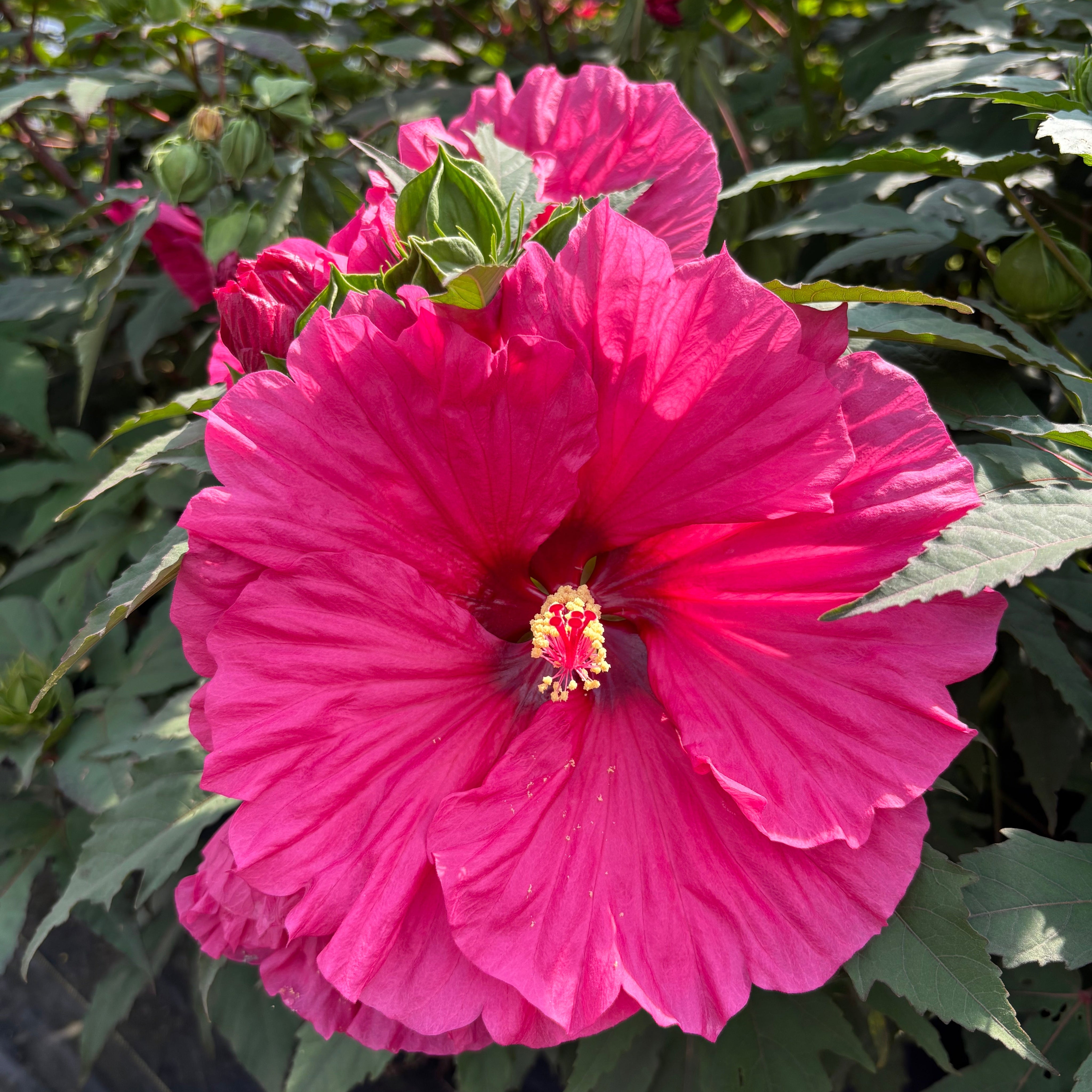 A vibrant pink hibiscus flower in full bloom with green leaves and stems, photographed outdoors in a garden setting.