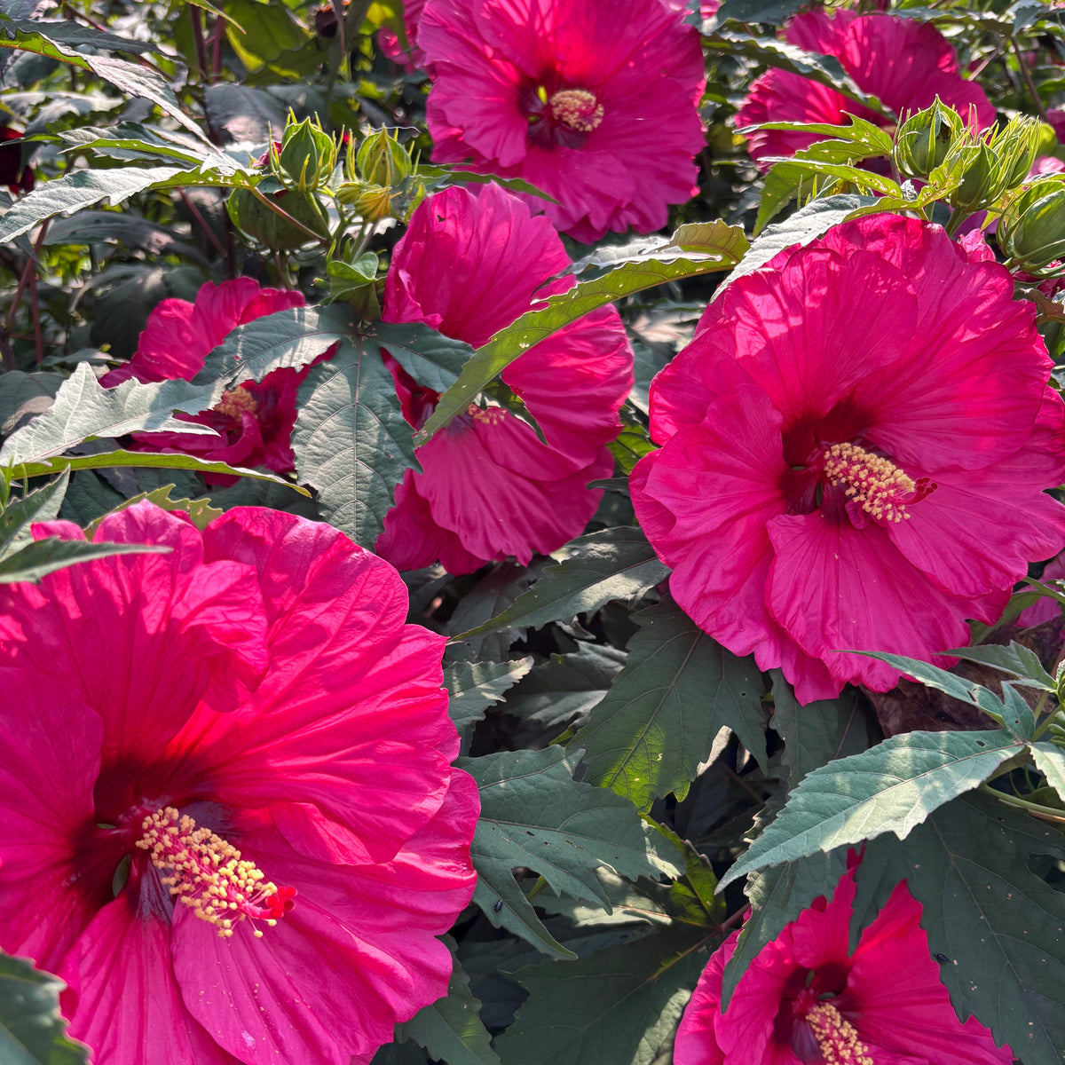 Bright pink hibiscus flowers with green leaves in full bloom, photographed outdoors in natural light.