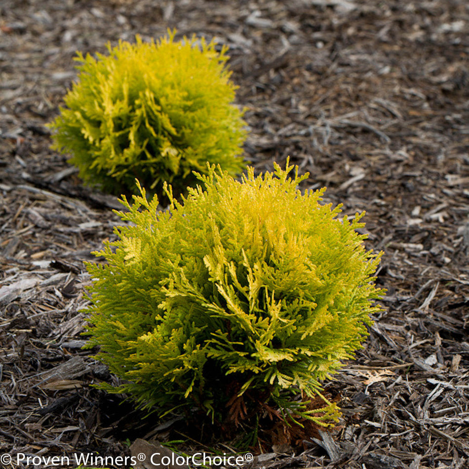 Anna's Magic ball in a mulched garden