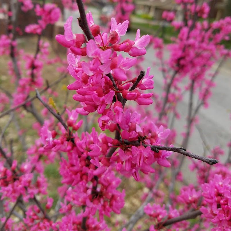Appalachian Red Redbud – New Blooms Nursery