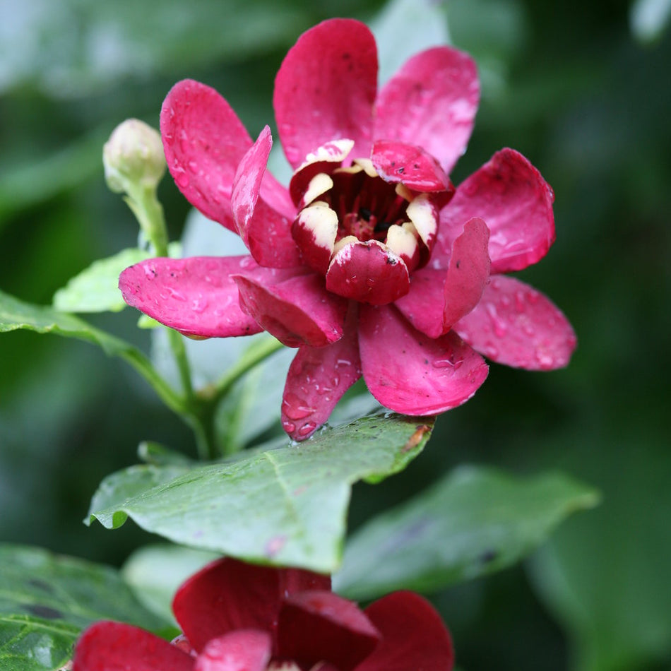 'Aphrodite' - Sweetshrub