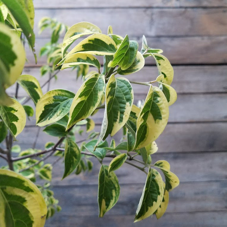Celestial Shadow Dogwood – New Blooms Nursery