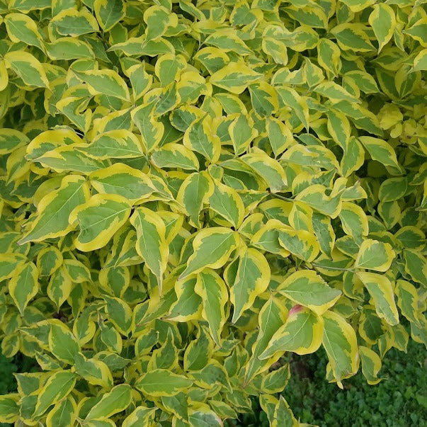 Celestial Shadow Dogwood – New Blooms Nursery