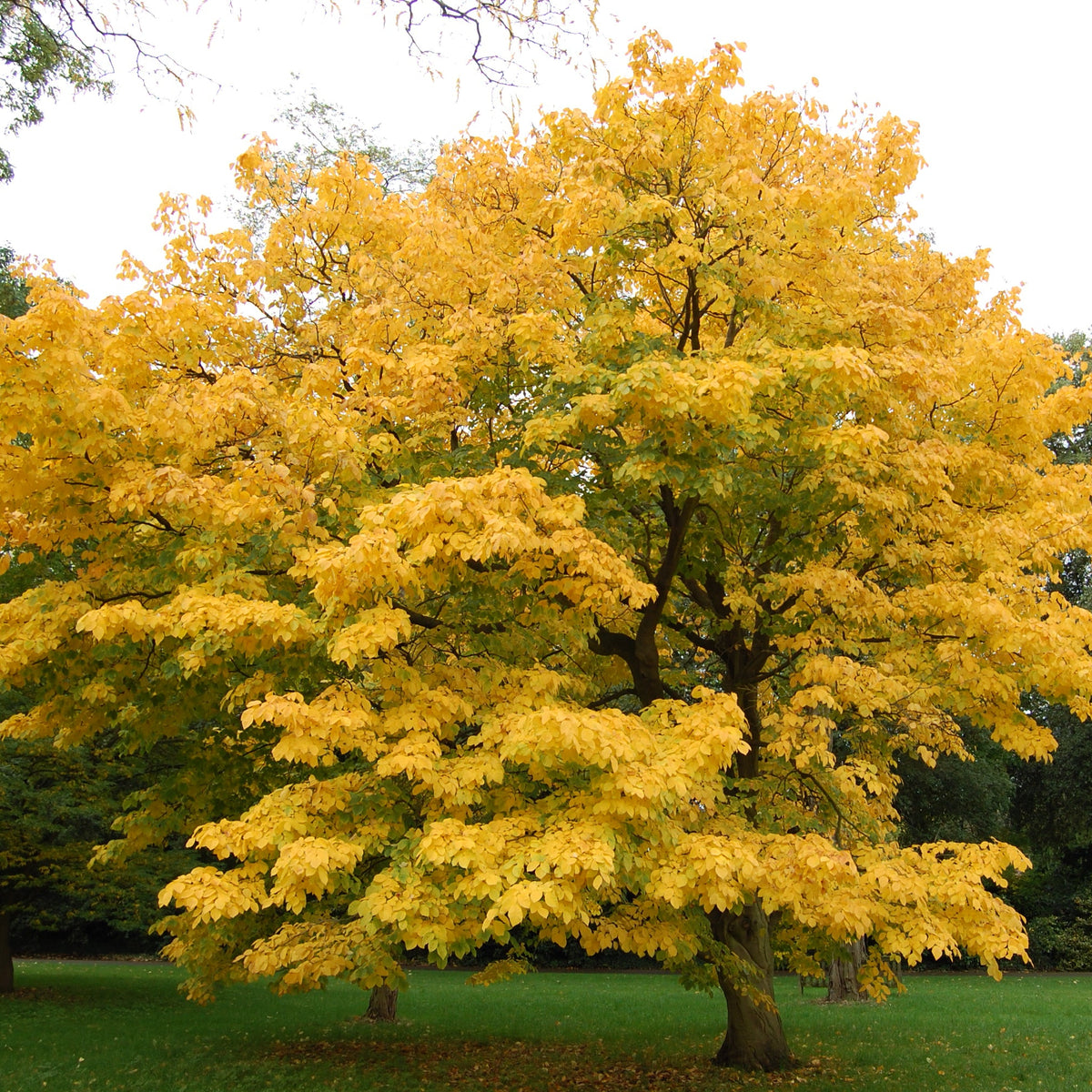 Naw Tree Yellowwood Tree - Cladrastis kentukea – New Blooms Nursery