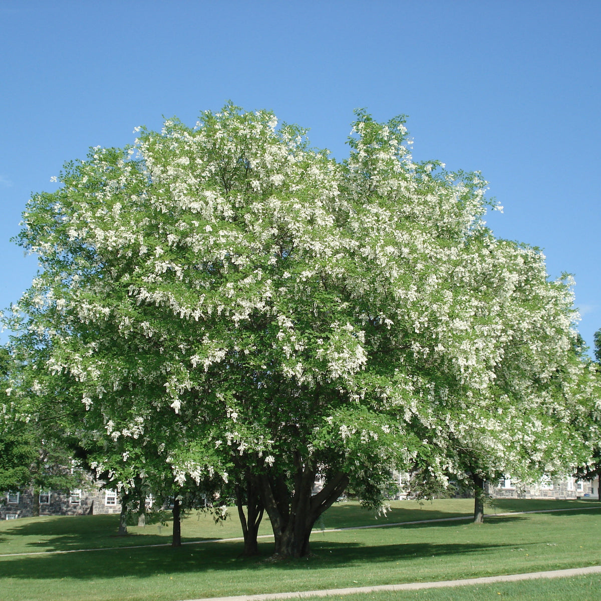 Large tree with white flowers in a park setting with a clear blue sky.