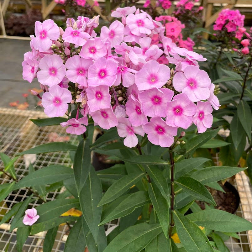 Phlox Paniculata Cotton Candy