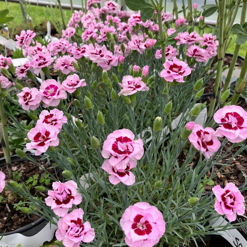 pink kisses plant indoor or outdoor Dianthus Poppers™ 'Kiss and Tell'