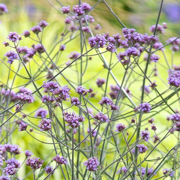 Purple flowers with thin green stems in a soft-focus garden setting.