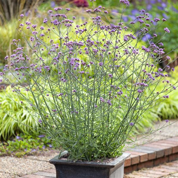 A potted plant of purple verbena flowers with fine green stems, shown in a garden setting with a blurred background of green foliage and brick pathways.
