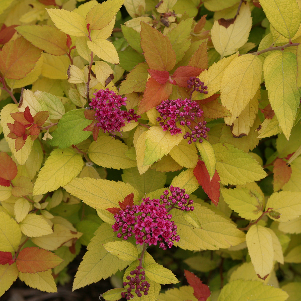 Floral bush with pink flowers and green leaves