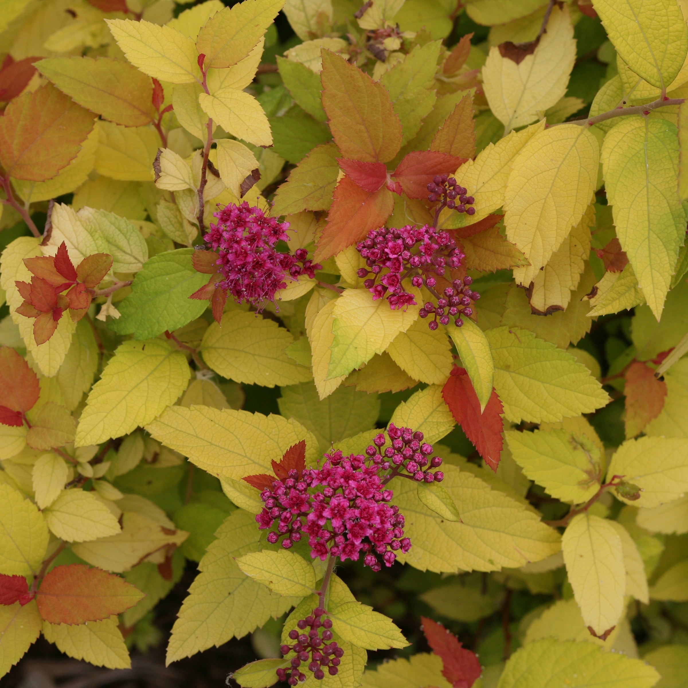 Floral bush with pink flowers and green leaves