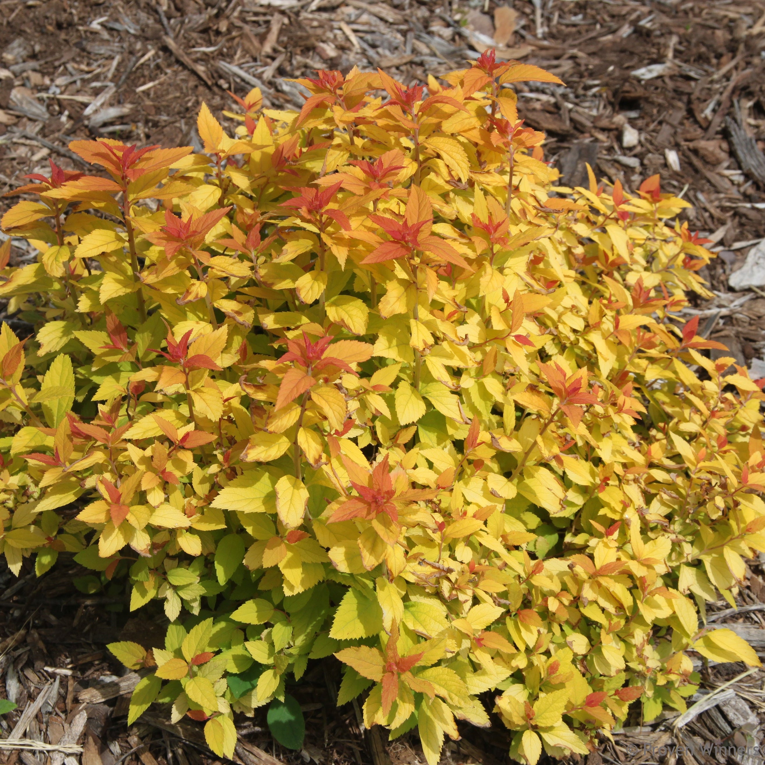 Colorful shrub with yellow and red leaves on a mulched garden bed