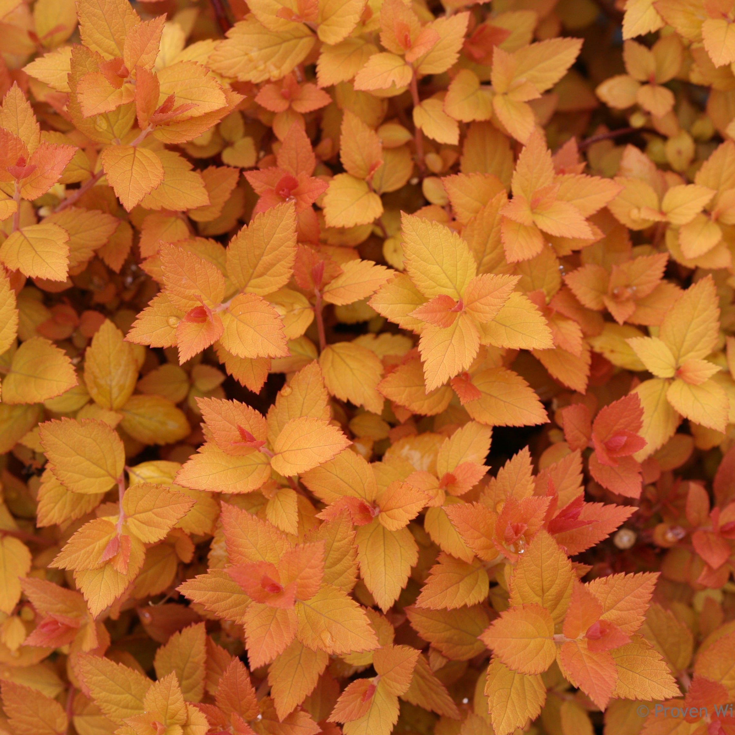 Close-up of a plant with yellow and orange leaves against a blue background