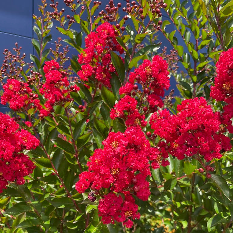 Dynamite Crape Myrtle