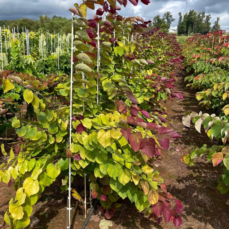 Flame Thrower® Redbud – New Blooms Nursery