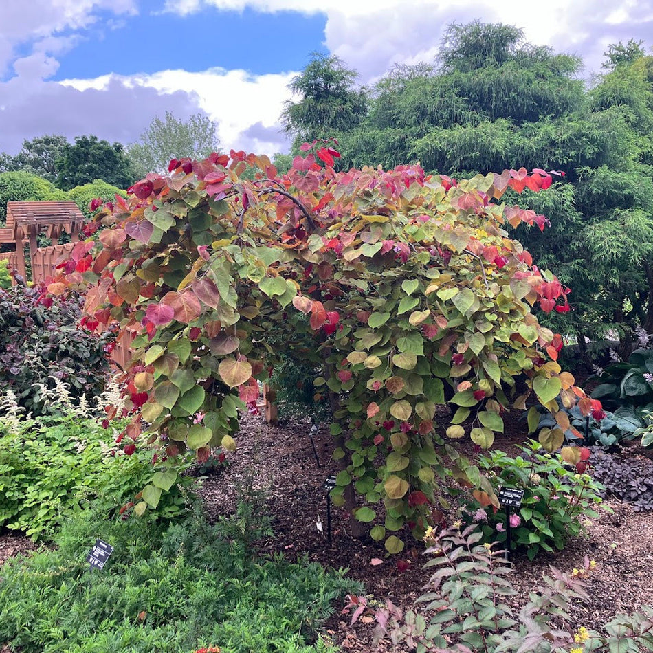 Flame Thrower® Redbud – New Blooms Nursery